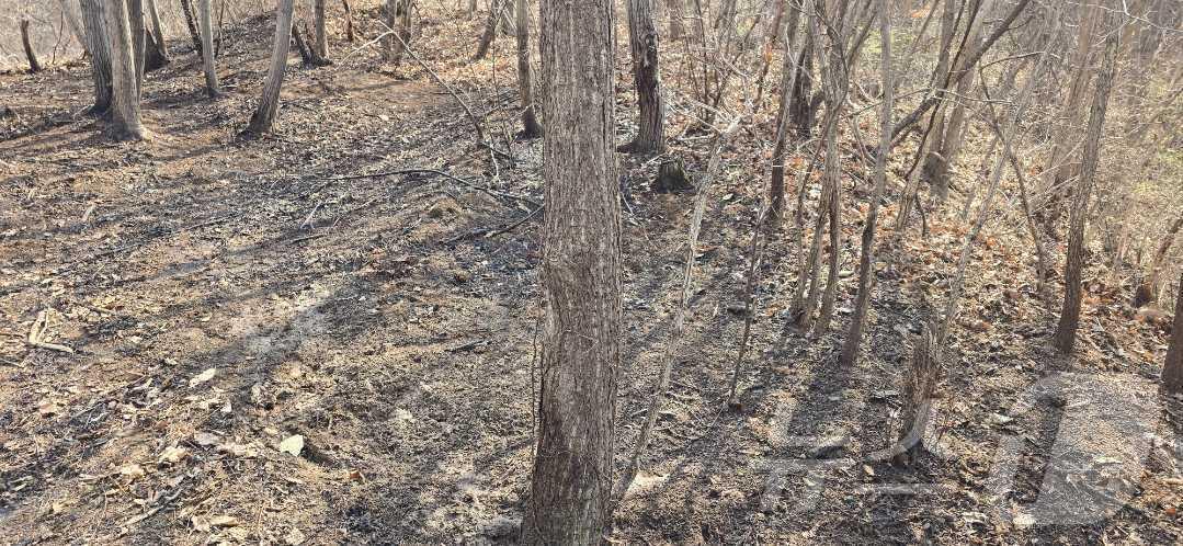 본문 이미지 - 강원 원주 소초면 교향리 산불 현장.(강원도소방본부 제공, 재판매 및 DB금지)