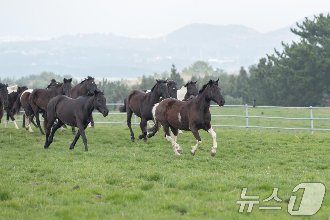 본문 이미지 - 기사 이해를 돕기 위한 승용마 자료 사진으로 기사 내용과 직접 관련 없음. (재판매 및 DB 금지)  ⓒ 뉴스1