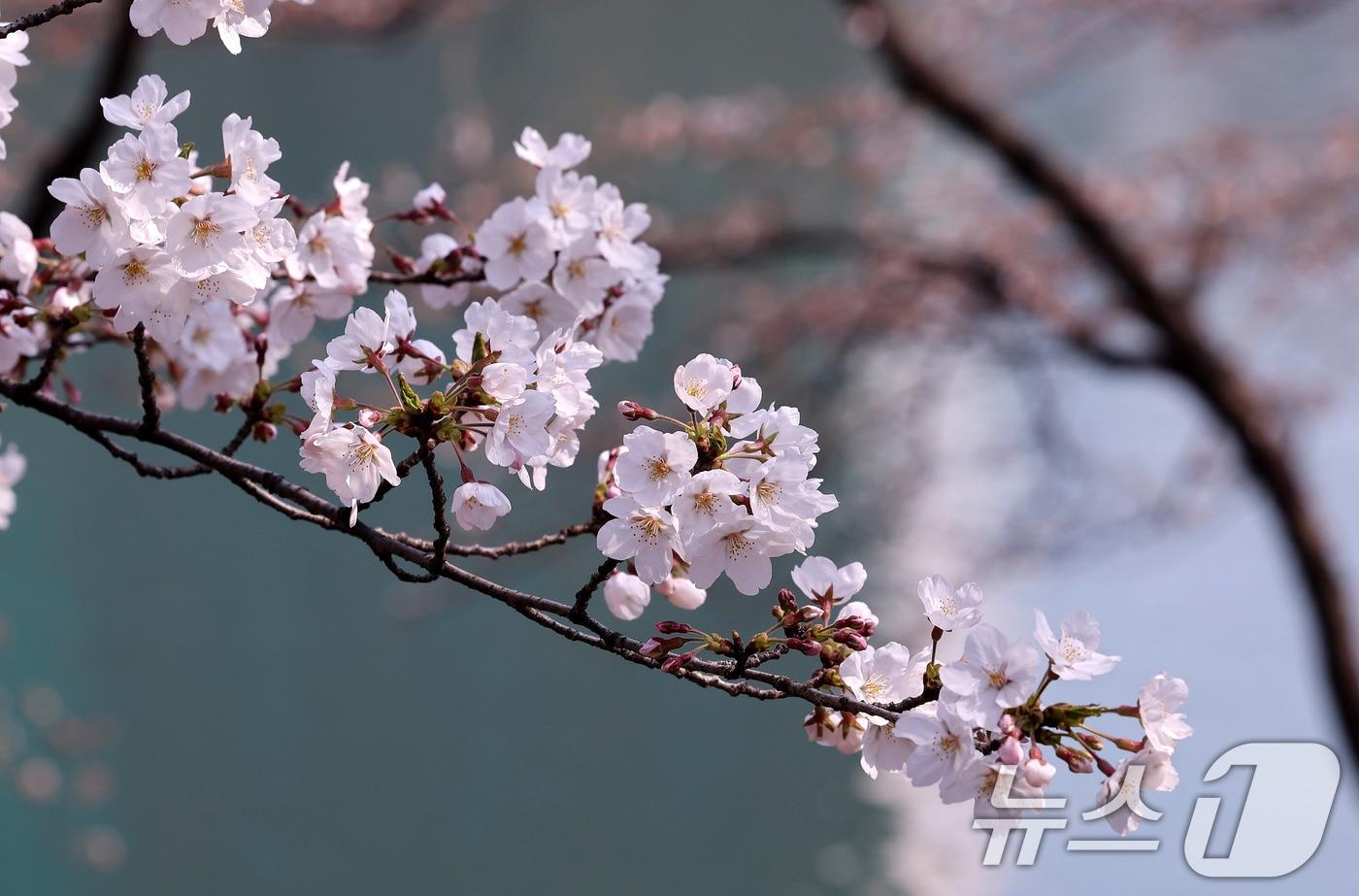 벚꽃축제 이틀째인 3일 서울 송파구 석촌호수에 벚꽃이 봄날씨를 맞이하고 있다. 송파구 관계자는 “석촌호수 벚꽃이 일부 개화했고, 축제 주말 무렵이면 만개할 것으로 보인다”고 전했다. 2025.4.3/뉴스1 ⓒ News1 박지혜 기자