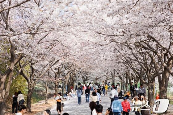 본문 이미지 - 전북자치도 고창군 고창읍 석정지구 벚꽃&#40;뉴스1/DB&#41; 