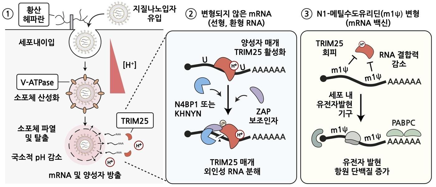 mRNA 백신의 주요 세포 조절 경로와 N1-메틸수도유리딘 변형 염기 효과의 분자 기전(과학기술정보통신부 제공)