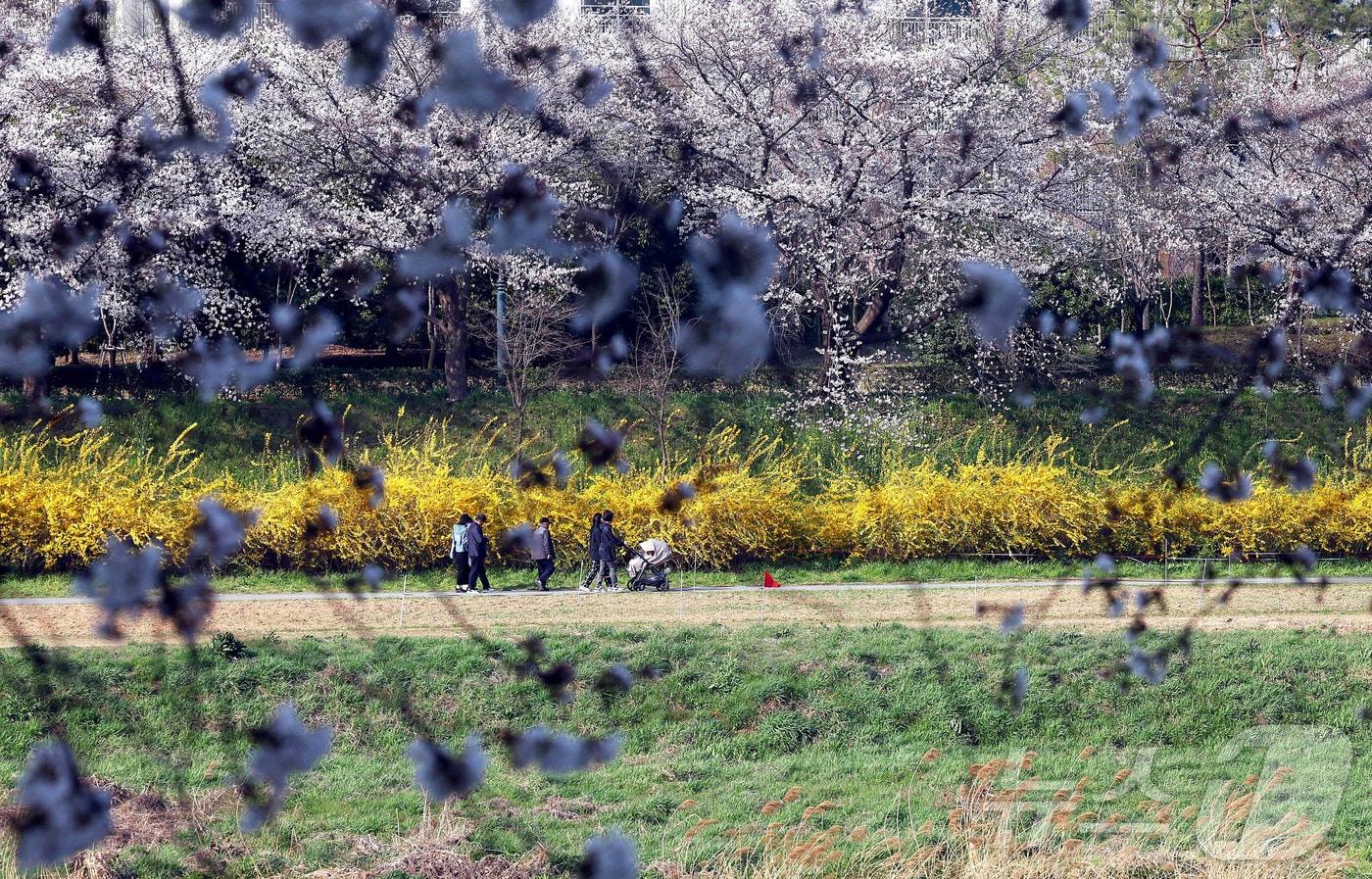 벚꽃과 개나리 핀 산책로를 시민들이 걸어가고 있다. (자료사진) ⓒ News1 박지현 기자
