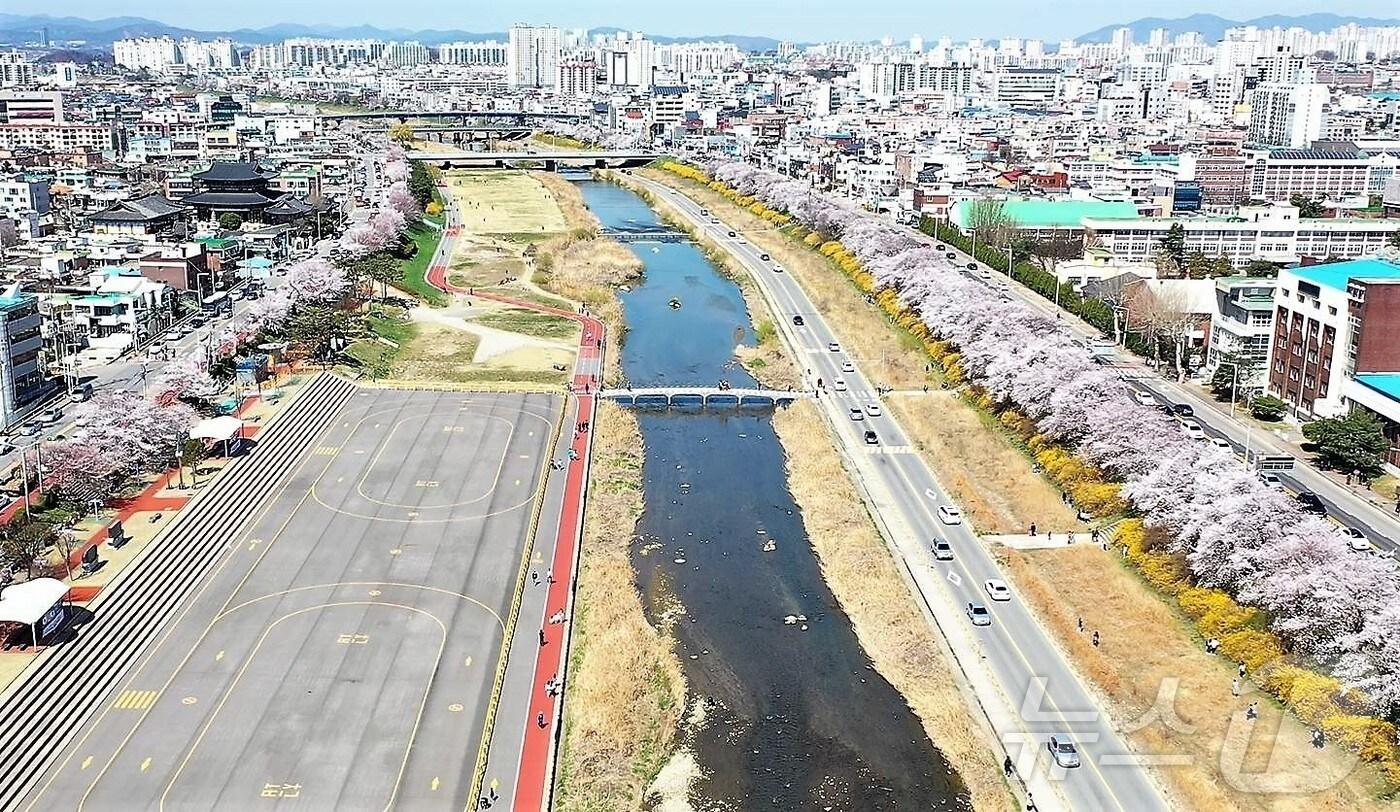 청주시 무심천 벚꽃. / 뉴스1