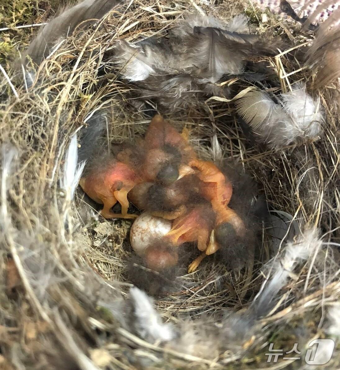 본문 이미지 - 야생 조류 새끼 자료사진.(경기도 제공, 재판매 및 DB 금지)