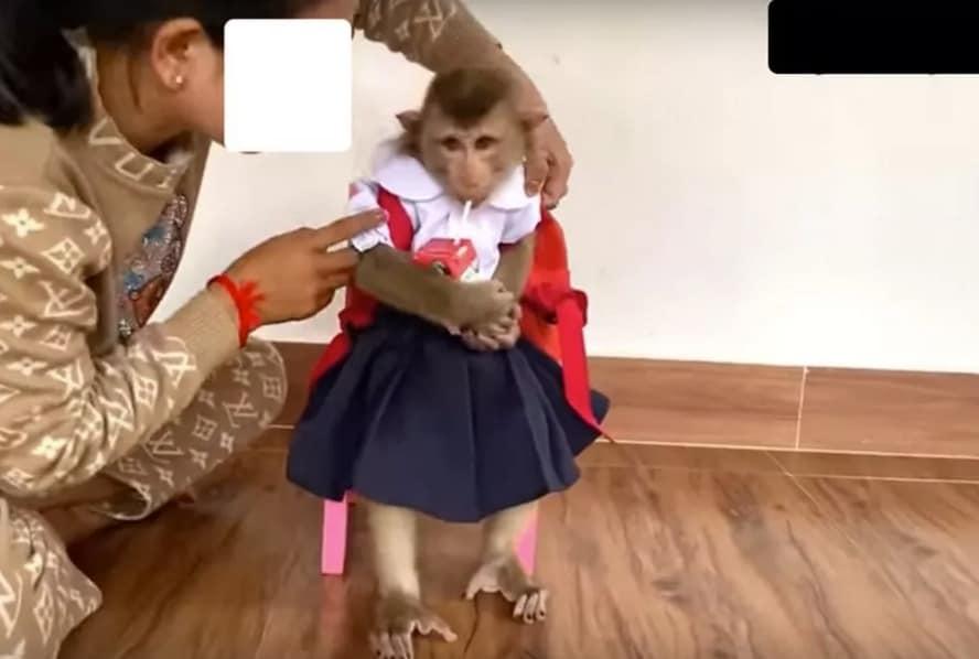 본문 이미지 - 유튜브에 올라온 사람처럼 옷 입기를 강요당하는 원숭이 영상&#40;사진 아시아포애니멀스&#41; ⓒ 뉴스1