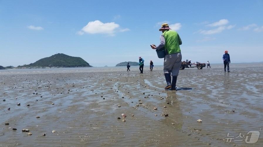 본문 이미지 - 신안군 백합 종자 방류 (신안군 제공. 재판매 및 DB금지) /뉴스1 