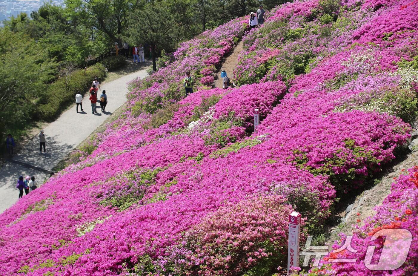 완연한 봄 날씨를 보인 30일 부산 부산진구 백양산 정상 애진봉 철쭉동산을 찾은 등산객이 만개한 철쭉을 배경으로 사진을 찍고 있다. 2025.4.30/뉴스1 ⓒ News1 윤일지 기자
