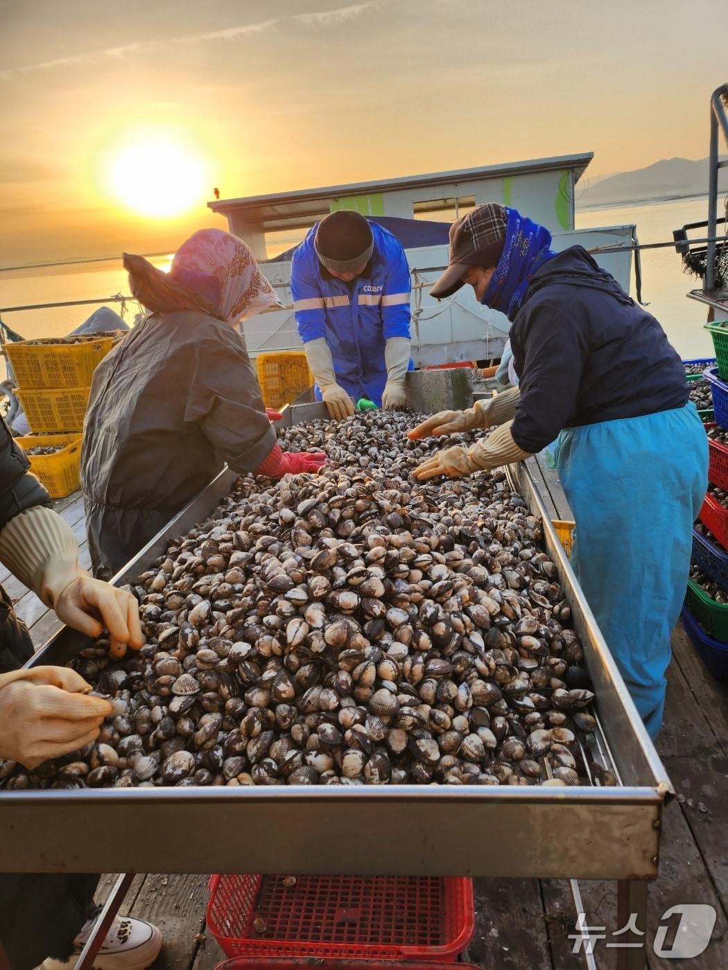 본문 이미지 - 부안군이 새꼬막 양식 어업인들의 안정적인 어업활동을 보장하기 위해 양식장 새꼬막 채취선인 형망선의 야간 조업을 허용했다. 새꼬막 채취 장면(부안군 제공, 재판매 및 DB금지)