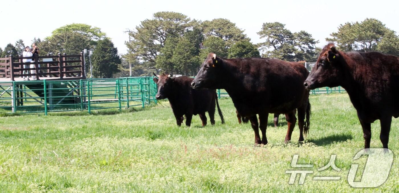 본문 이미지 - 국가지정 천연기념물인 제주흑우가 30일 오후 제주마 방목지에 처음으로 방목되고 있다. 제주도 축산생명연구원은 이날부터 9월 말까지 이곳에서 흑우를 시범 방목한다. 2025.4.30/뉴스1 ⓒ News1 오현지 기자
