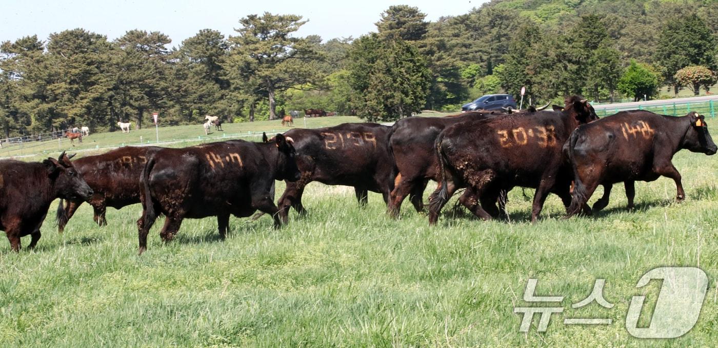 본문 이미지 - 30일 오후 제주마 방목지에 처음으로 방목된 국가지정 천연기념물 제주흑우 뒤로 또다른 천연기념물인 제주마가 보이고 있다. 제주도 축산생명연구원은 이날부터 9월 말까지 이곳에서 흑우를 시범 방목한다. 2025.4.30/뉴스1 ⓒ News1 오현지 기자