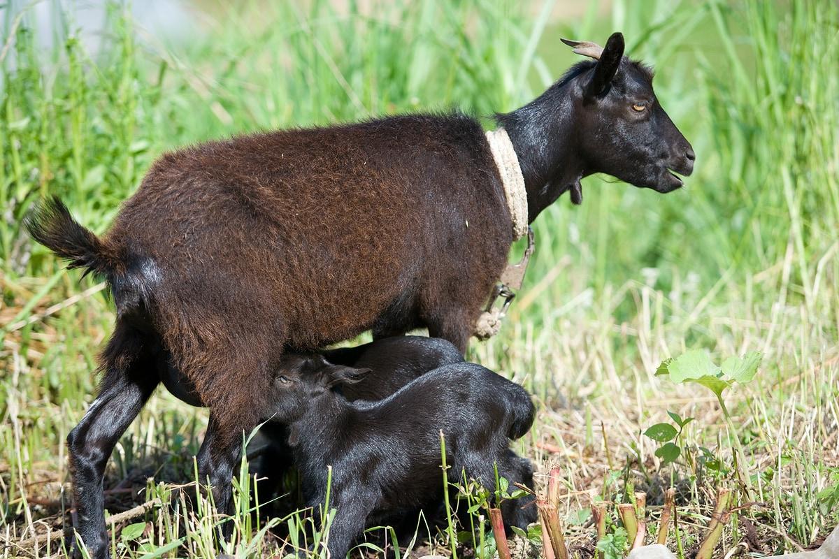 본문 이미지 - 국내에서 흑염소는 육용 및 약용 목적으로 널리 사육되고 있으며, 최근 개식용 금지 추세에 따라 사육 규모도 점차 확대되고 있다(사진 이미지투데이). ⓒ 뉴스1