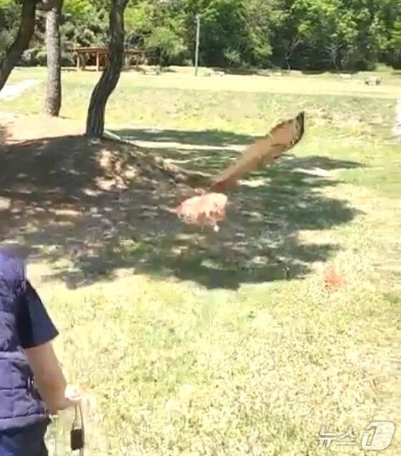 본문 이미지 - 전북야생동물구조센터는 30일 익산 미륵산 인근에서 수리부엉이 방생 행사를 가졌다. 이날 방생된 수리부엉이는 지난 4월 15일 완주군 소양면에서 밭에 설치된 그물에 걸린 채 발견으며, 극진한 치료에 건강을 회복했다.(전북대학교 제공, 재판매 및 DB 금지)/뉴스1