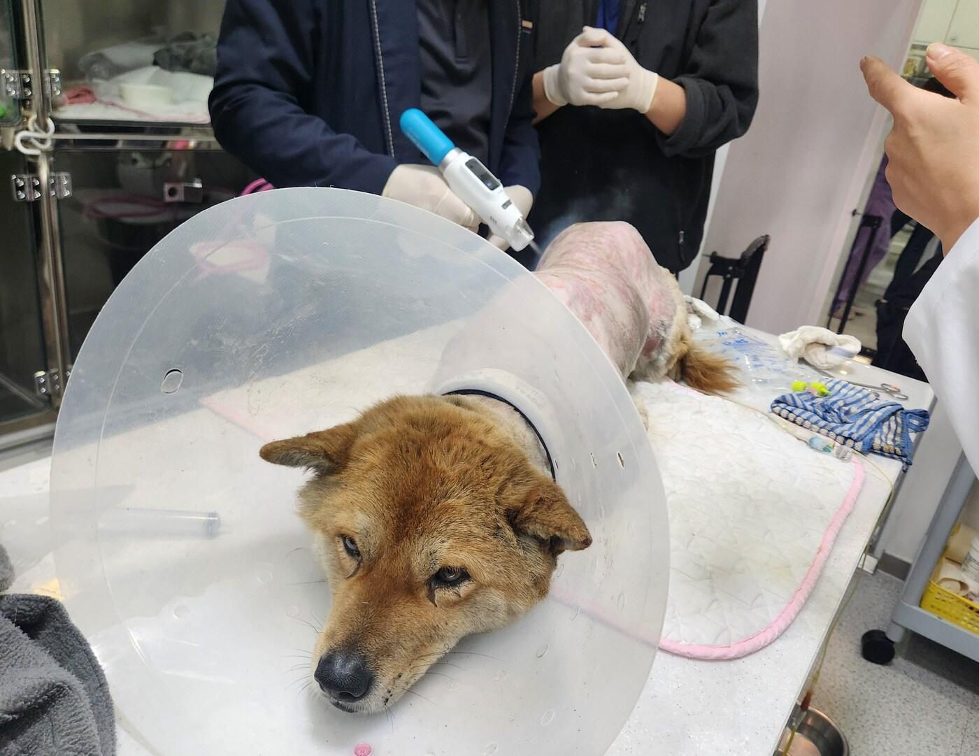본문 이미지 - 서울 중랑구 로얄동물메디컬센터에서 경북 산불 현장에서 화상을 입고 구조된 강아지에게 벳이즈를 적용해 치료하고 있다. ⓒ 뉴스1 한송아 기자