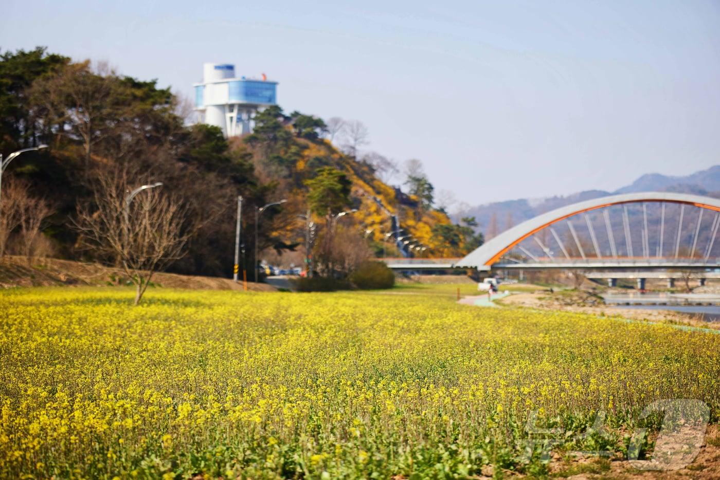 화순읍 꽃강길 유채꽃./뉴스1 DB.