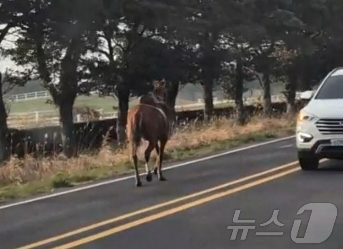 본문 이미지 - 지난 3일 오후 5시32분쯤 제주시 조천읍 한국마사회 제주목장 인근 남조로에서 말 1마리가 탈출해 도로 위를 달리는 모습이 목격됐다.&#40;독자 제공. 재판매 및 DB 금지&#41; ⓒ News1 홍수영 기자