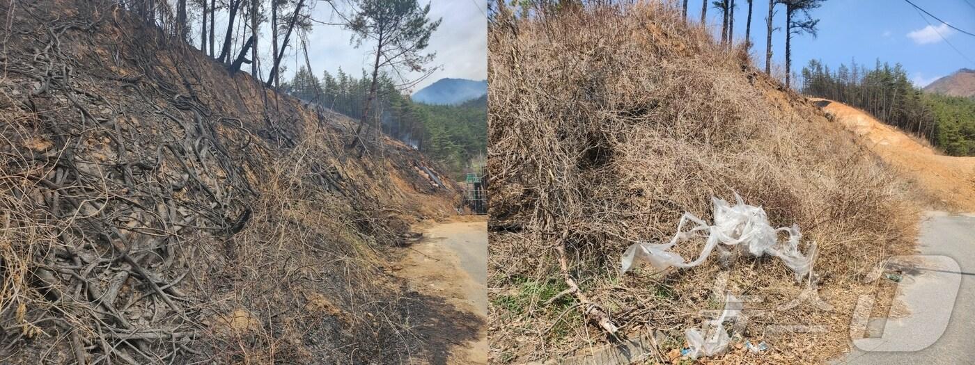 2023년 4월 3일 발생한 전남 순천 송광면 산불 현장(왼쪽). 2025년 4월 4일 현재 모습.2025.4.4/뉴스1 ⓒ News1 김동수 기자