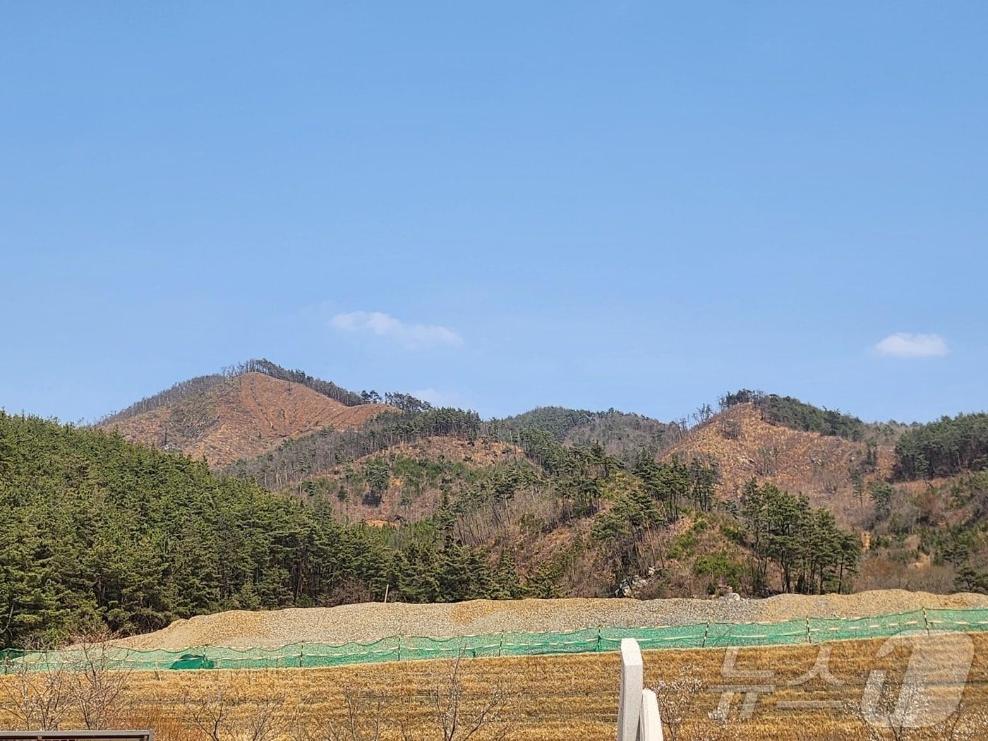 본문 이미지 - 지난 4일 전남 순천 송광면 일원 산봉우리. 2년 전 대형산불로 나무들이 듬성듬성 심어져 있다.2025.4.4/뉴스1 ⓒ News1 김동수 기자
