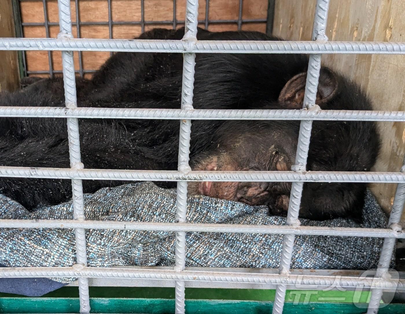 본문 이미지 - 동물실험에 이용된 침팬지(휴메인 월드 포 애니멀즈 제공) ⓒ 뉴스1