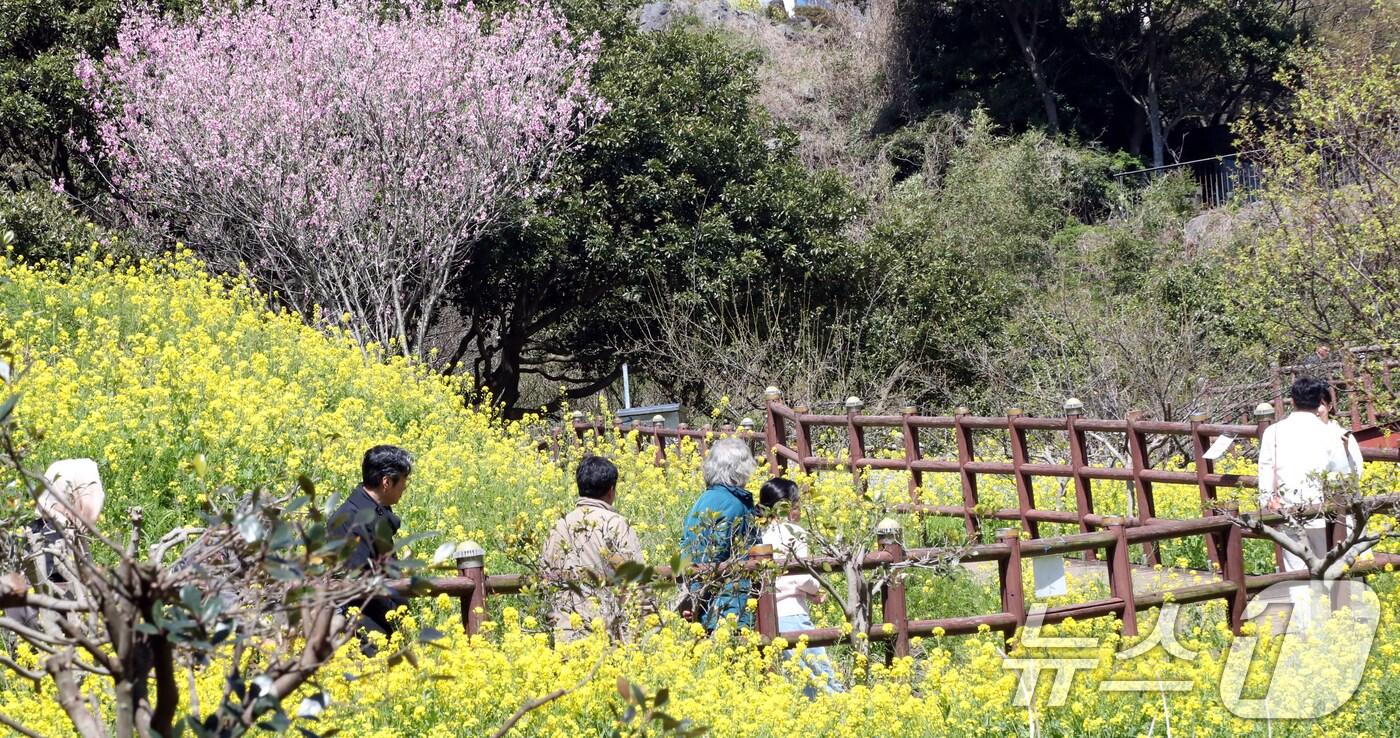 본문 이미지 - 맑은 날씨를 보인 6일 오전 유채꽃과 복사꽃 등 각종 봄꽃이 만개한 제주 서귀포시 색달동 엉덩물계곡에서 상춘객들이 봄 정취를 즐기고 있다. 2025.4.6/뉴스1 ⓒ News1 오현지 기자