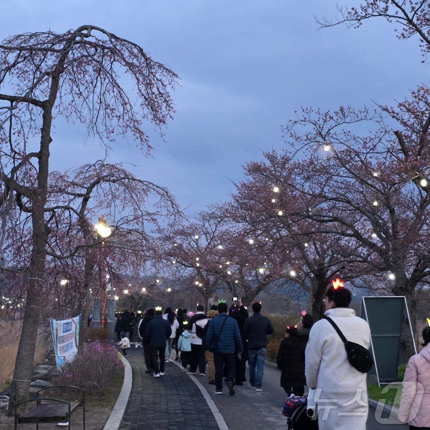본문 이미지 - 지난 5일 강원 강릉 경포도립공원 일대에서 &#39;경포벚꽃축제&#39;와 연계해 열린 &#39;야간 벚꽃길 걷기&#39; 행사 모습.&#40;강릉시 제공, 재판매 및 DB 금지&#41; 2025.4.6/뉴스1
