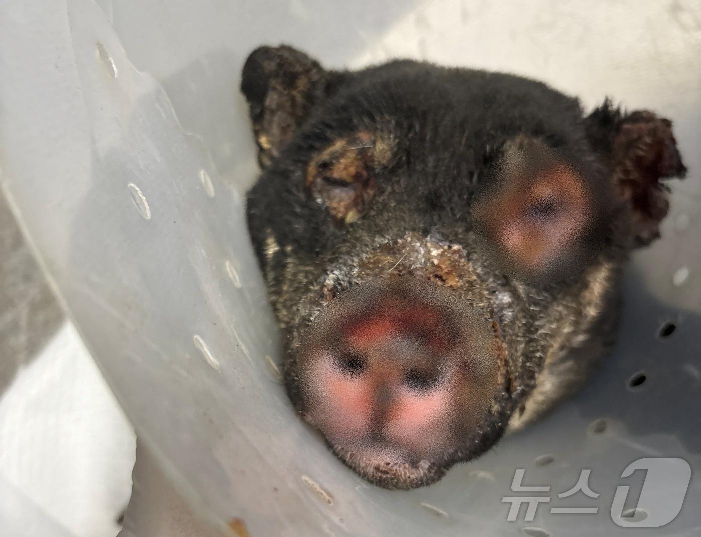 본문 이미지 - 산불 화상 피해를 입은 강아지(한국수의임상피부학회 제공) ⓒ 뉴스1