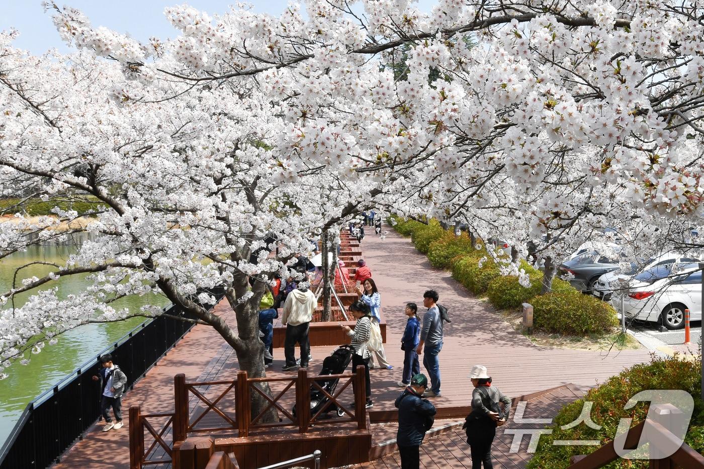 6일 벚꽃이 활짝 핀 경북 포항시 남구 영일대 호수공원에서 시민들이 봄을 즐기고 있다. 2025.4.6/뉴스1 ⓒ News1 최창호 기자
