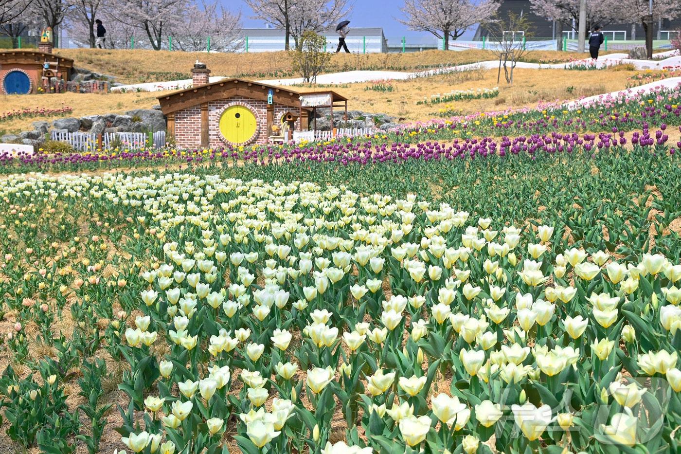 봄꽃인 튤립이 식재된 세천늪테마공원 (재판매 및 DB 금지)
