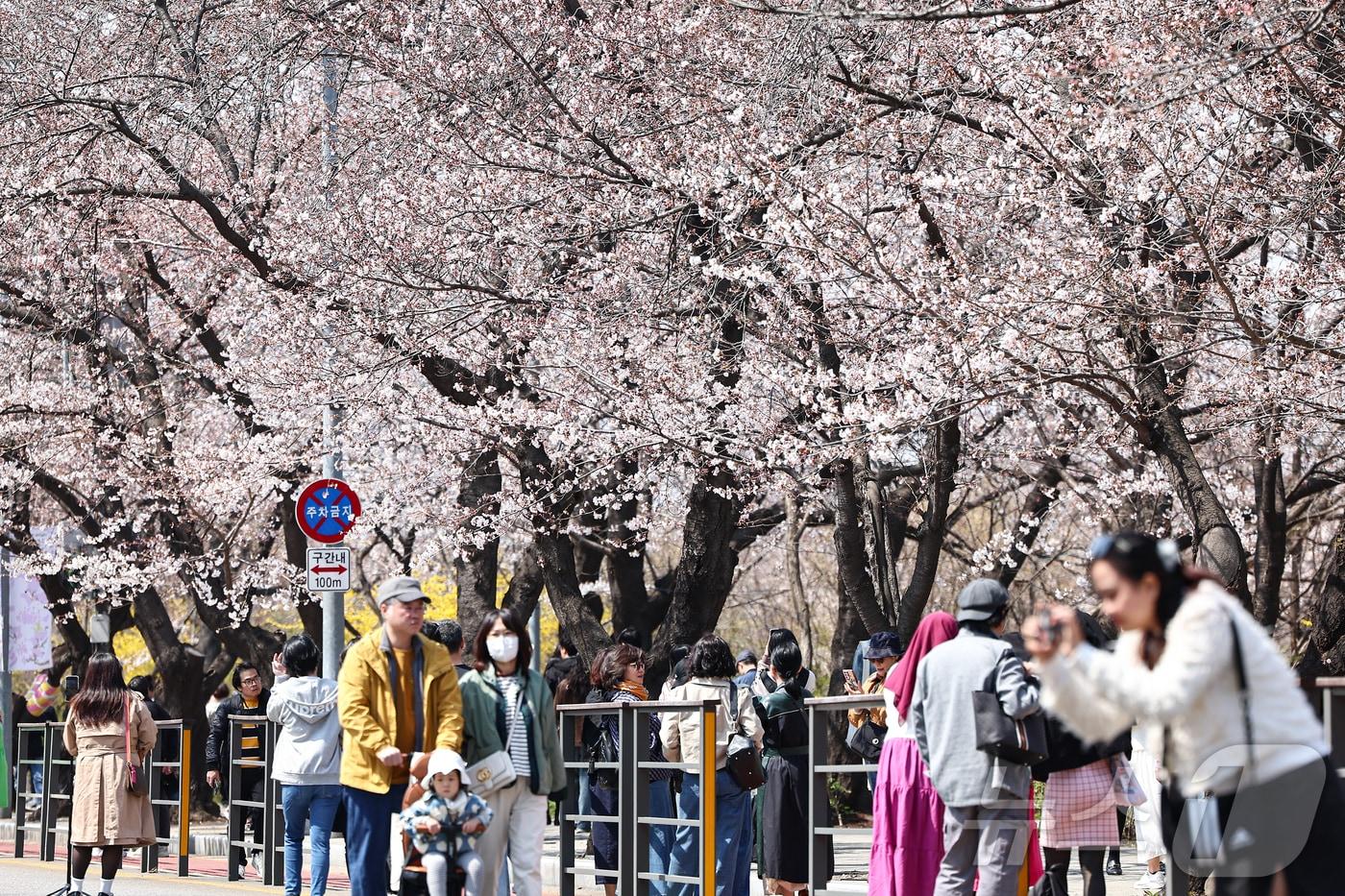 6일 오후 서울 영등포구 여의도 윤중로를 찾은 시민들이 개화한 벚꽃을 감상하며 봄기운을 만끽하고 있다. 여의도 봄꽃축제는 오는 8일부터 12일까지이며, 교통 통제는 이날 정오부터 13일 오후 10시까지 진행된다. 2025.4.6/뉴스1 ⓒ News1 김도우 기자