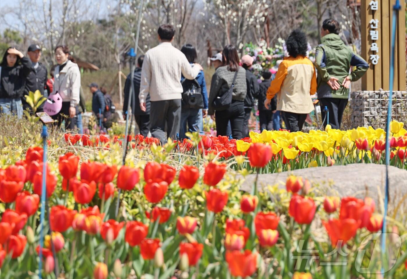 6일 전북자치도 임실군 붕어섬에서 '옥정호 벚꽃축제'가 열리고 있는 가운데 튤립이 활짝 피어 붉은 자태를 뽐내고 있다.(임실군제공. 재판매 및 DB금지)2025.4.6/뉴스1 ⓒ News1 김동규 기자