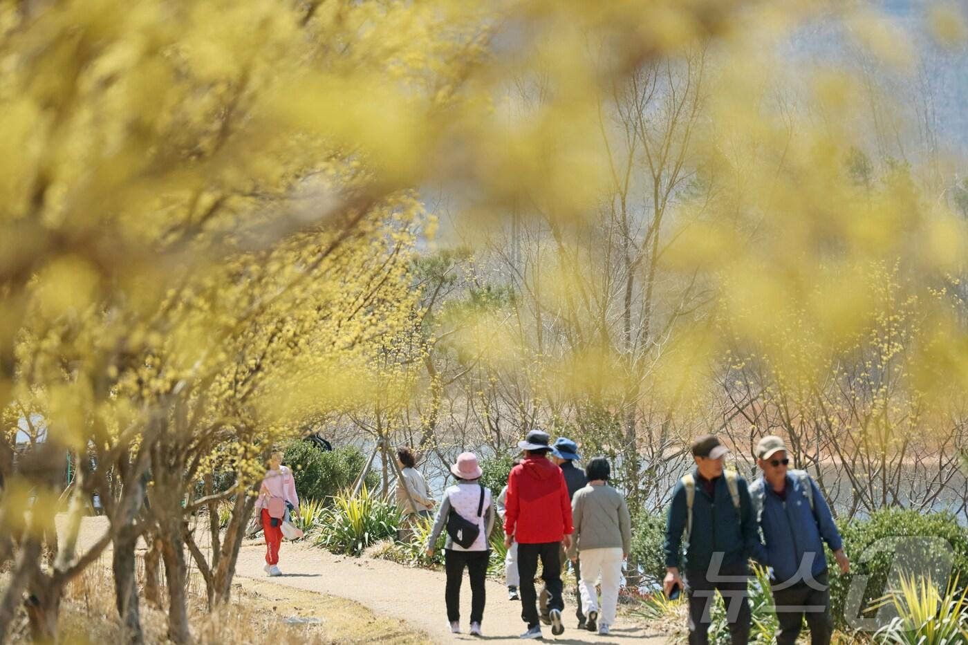 6일 전북자치도 임실군 붕어섬에서 '옥정호 벚꽃축제'가 열리고 있는 가운데 산수유가 활짝 피어 있다. (임실군제공. 재판매 및 DB금지)2025.4.6/뉴스1 ⓒ News1 김동규 기자