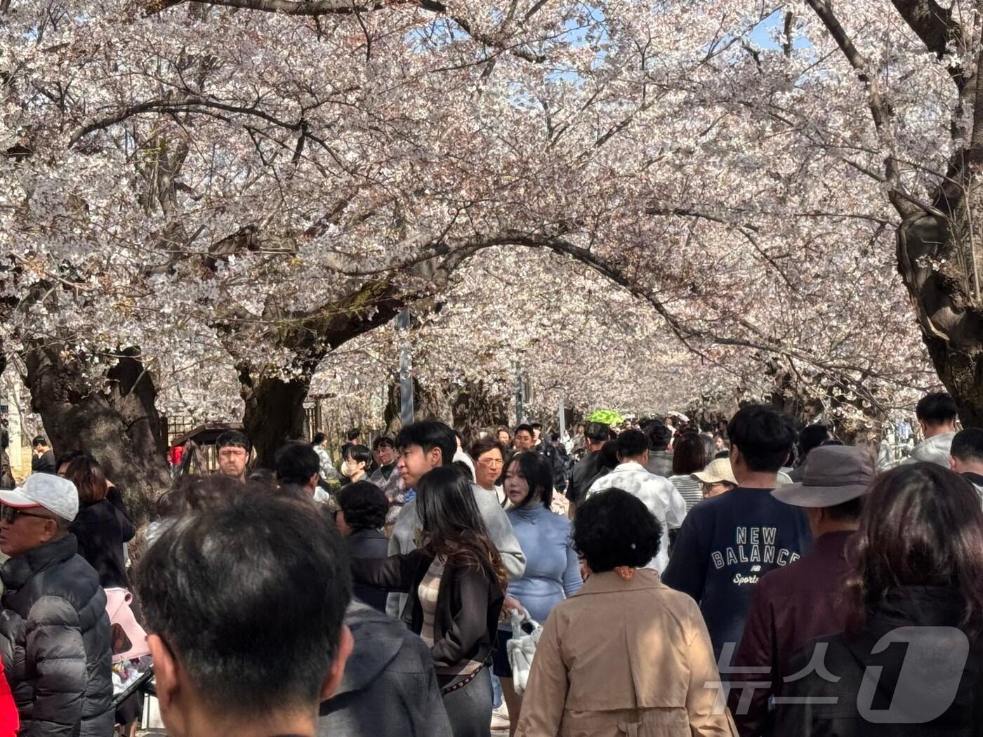 본문 이미지 - 6일 오후 울산 울주군 작천정 벚꽃길. 제6회 작천정 벚꽃 축제의 마지막 날을 맞아 막바지 벚꽃을 보기 위한 상춘객들로 인산인해를 이뤘다.2025.4.6./뉴스1 김세은 기자