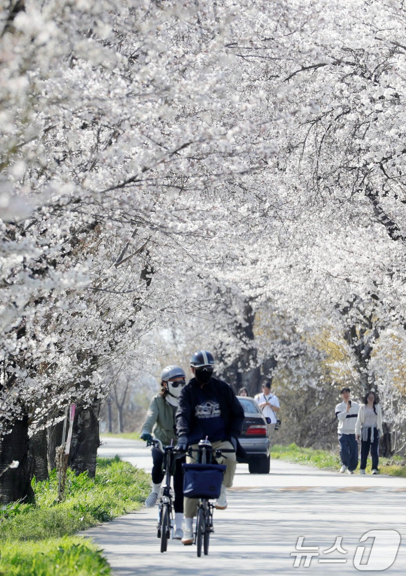 본문 이미지 - 6일 전북자치도 완주군 만경강변 벚꽃길을 찾은 상춘객들이 벚꽃 구경을 하고 있다. 2025.4.6/뉴스1 ⓒ News1 유경석 기자