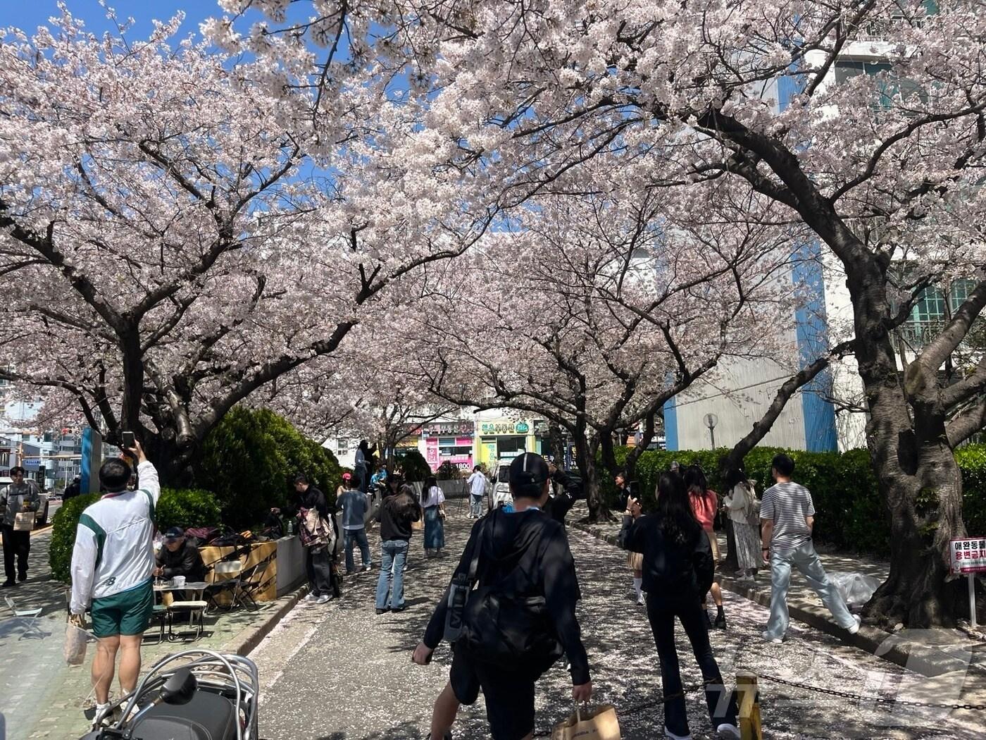 본문 이미지 - 6일 오후 부산 수영구 남천동 삼익비치 아파트 인근에서 상춘객들이 벚꽃사진을 찍고 있다.2025.4.6/뉴스1 ⓒ News1 장광일 기자