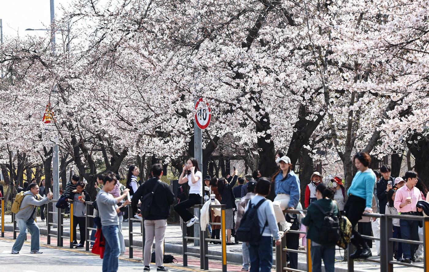 본문 이미지 - 6일 오후 서울 영등포구 여의도 윤중로를 찾은 시민들이 개화한 벚꽃을 감상하며 봄기운을 만끽하고 있다. 여의도 봄꽃축제는 오는 8일부터 12일까지이며, 교통 통제는 이날 정오부터 13일 오후 10시까지 진행된다. 2025.4.6/뉴스1 ⓒ News1 김도우 기자