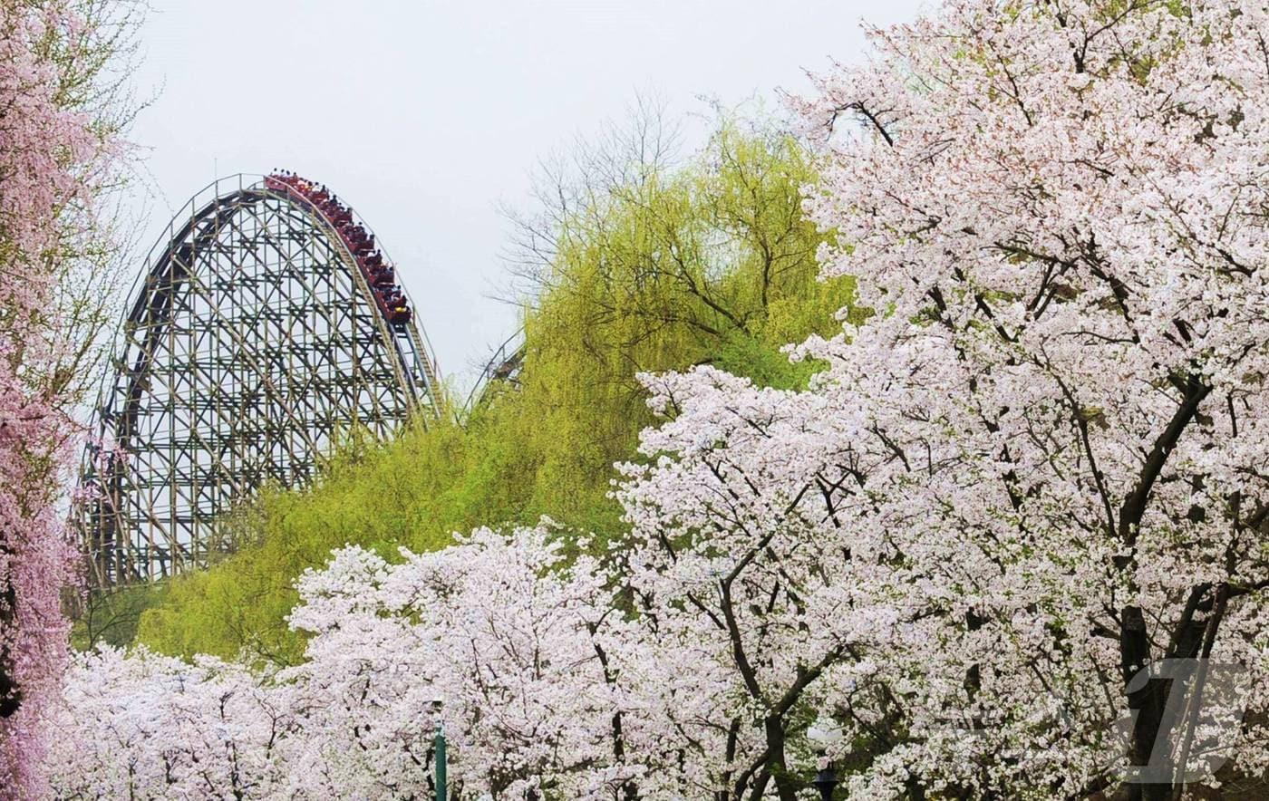 에버랜드의 어트랙션 티익스프레스와 만개한 벚꽃 풍경.(에버랜드 제공)