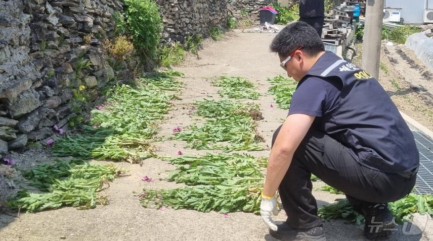본문 이미지 - 양귀비 단속하는 목포해경. (목포해경 제공. 재판매 및 DB 금지)