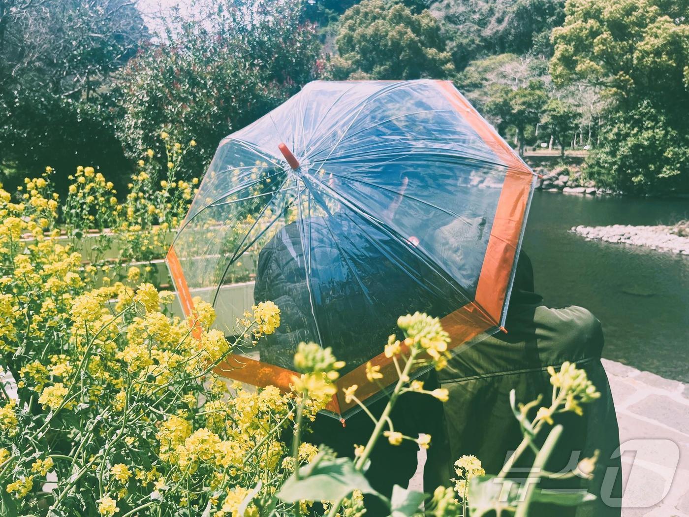 본문 이미지 - 서귀포시가 관광객에게 제공하는 투명우산(서귀포시 제공.재판매 및 DB금지)/뉴스1 