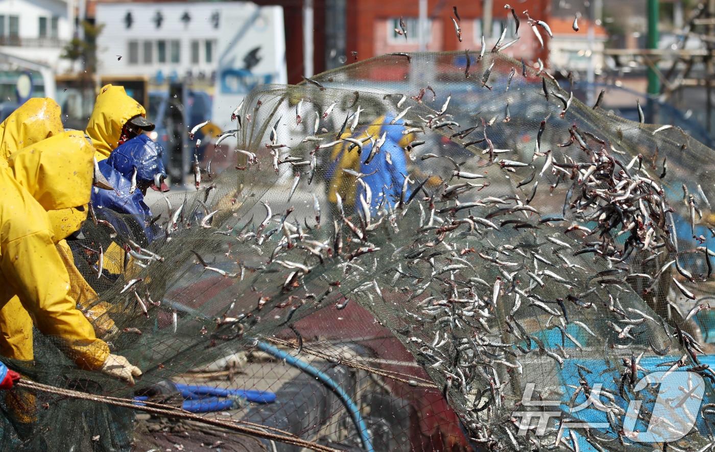 본문 이미지 - 부산 기장군 대변항에서 어민들이 갓 잡은 봄 멸치를 그물에서 털어내고 있는 모습 ⓒ 뉴스1 윤일지 기자