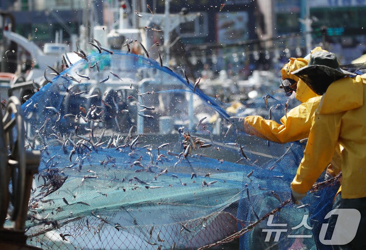 부산 기장군 대변항에서 어업인들이 갓 잡은 봄 멸치를 그물에서 털어내고 있다. 뉴스1 ⓒ News1 윤일지 기자