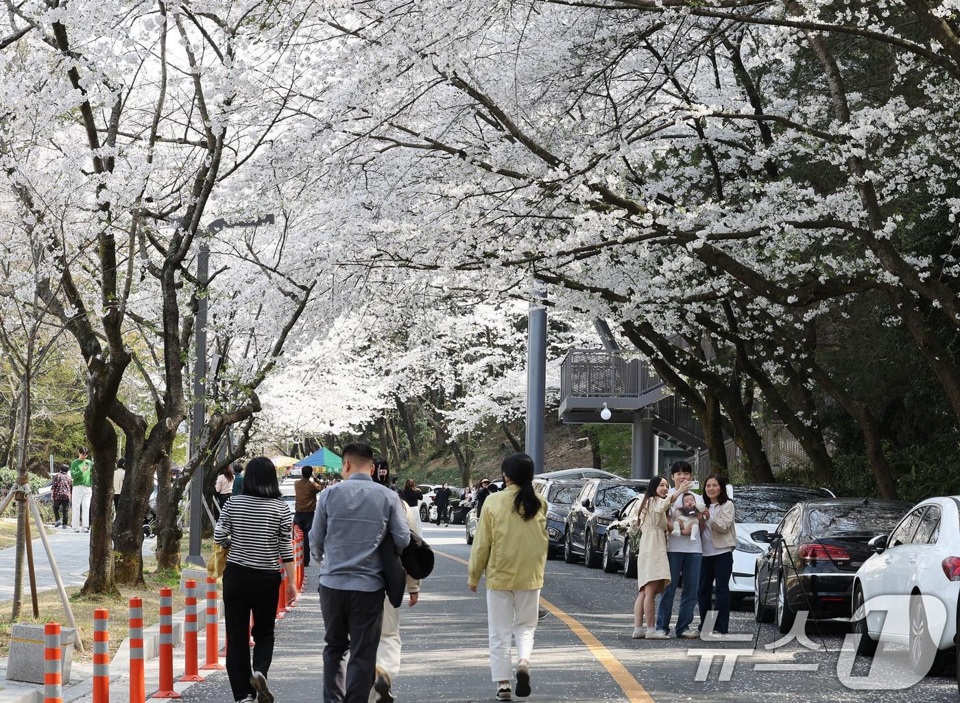 본문 이미지 - 상춘객들이 만개한 벚꽃 사이에서 사진을 남기고 있다. (자료사진) ⓒ News1 박지현 기자