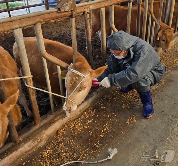 본문 이미지 -  정읍시가 4개월령 이상 소 9만 7165마리에 대해 이달 말까지 럼피스킨 예방백신 접종을 실시한다.&#40;정읍시 제공. 재판매 및 DB금지&#41;