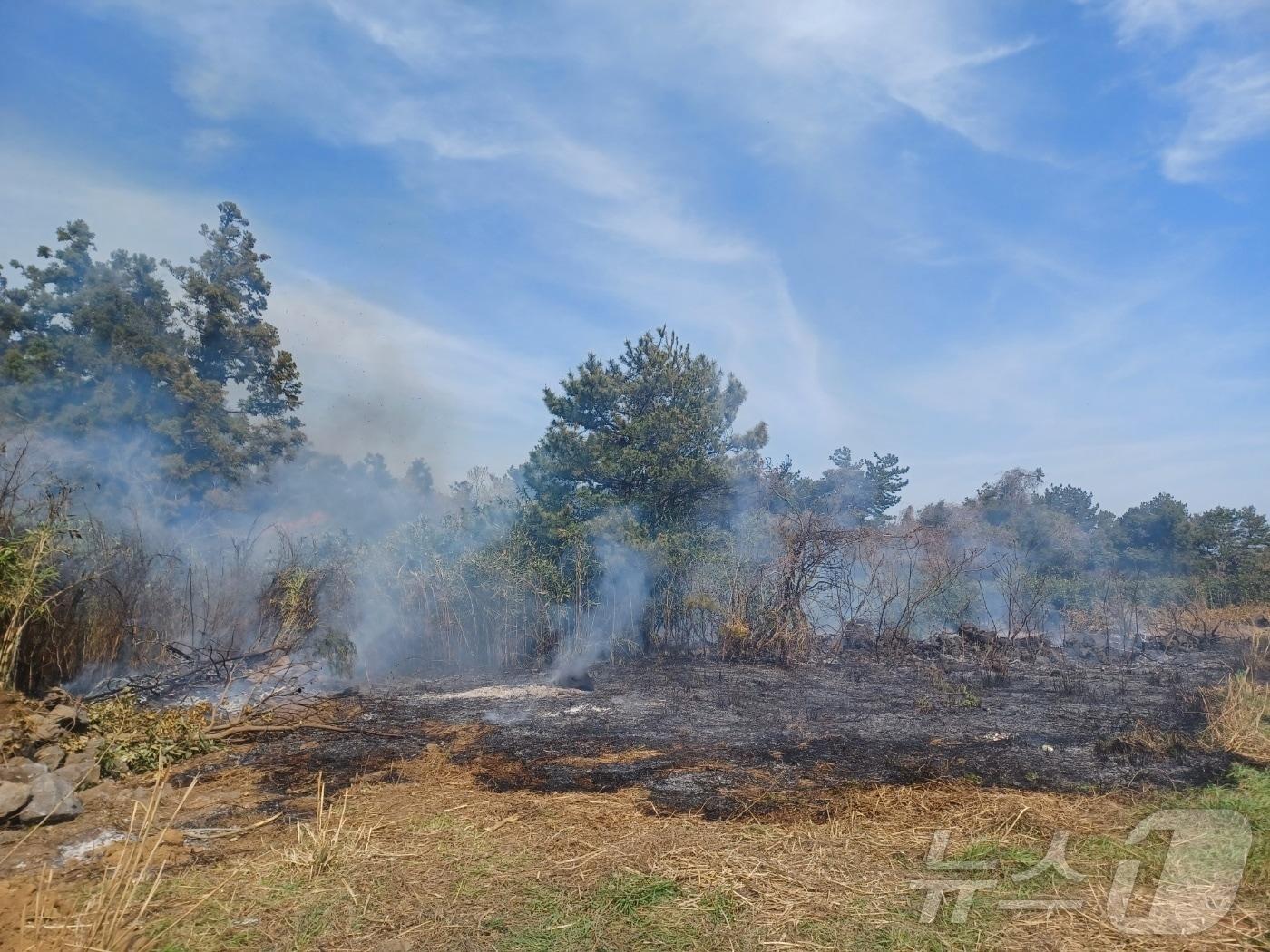 본문 이미지 -  7일 제주소방안전본부에 따르면 이날 오후 2시 41분쯤 서귀포시 표선면 하천리 임야에서 소각 중 불이 번지고 있다는 신고가 접수됐다.(제주소방본부 제공, 재판매 및 DB 금지).뉴스1