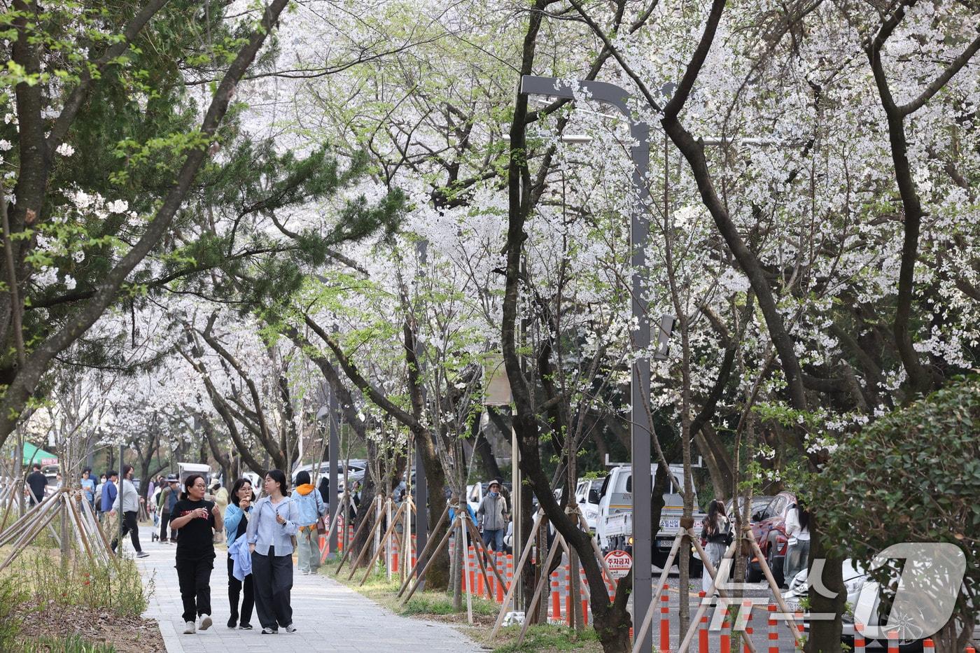 7일 오후 광주 북구 운암동 중외공원에 상춘객들이 만개한 벚꽃길을 걷고 있다. 2025.4.7/뉴스1 ⓒ News1 박지현 기자