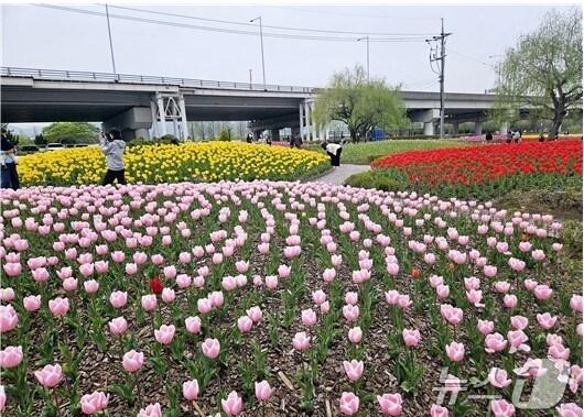 본문 이미지 - 2024년도 튤립 개화 전경(부산시청 제공. 재판매 및 DB 금지)