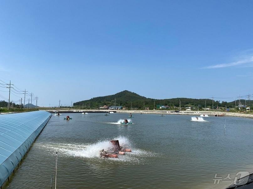 본문 이미지 - 신안군 새우양식장 전경 (신안군 제공. 재판매 및 DB금지) /뉴스1 ⓒ News1 김태성 기자