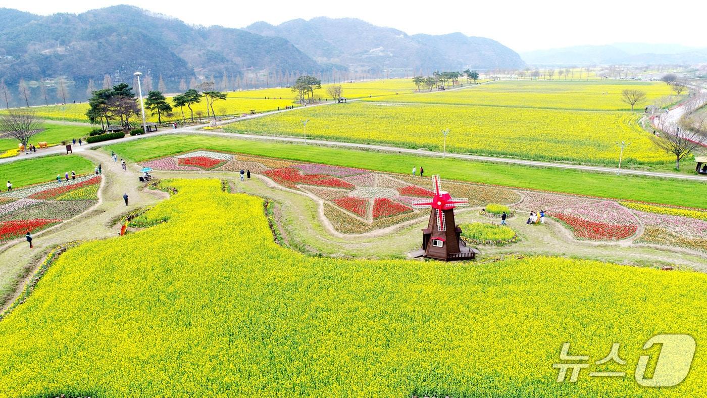 본문 이미지 - 창녕낙동강유채축제(창녕군 제공. 재판매 및 DB금지).