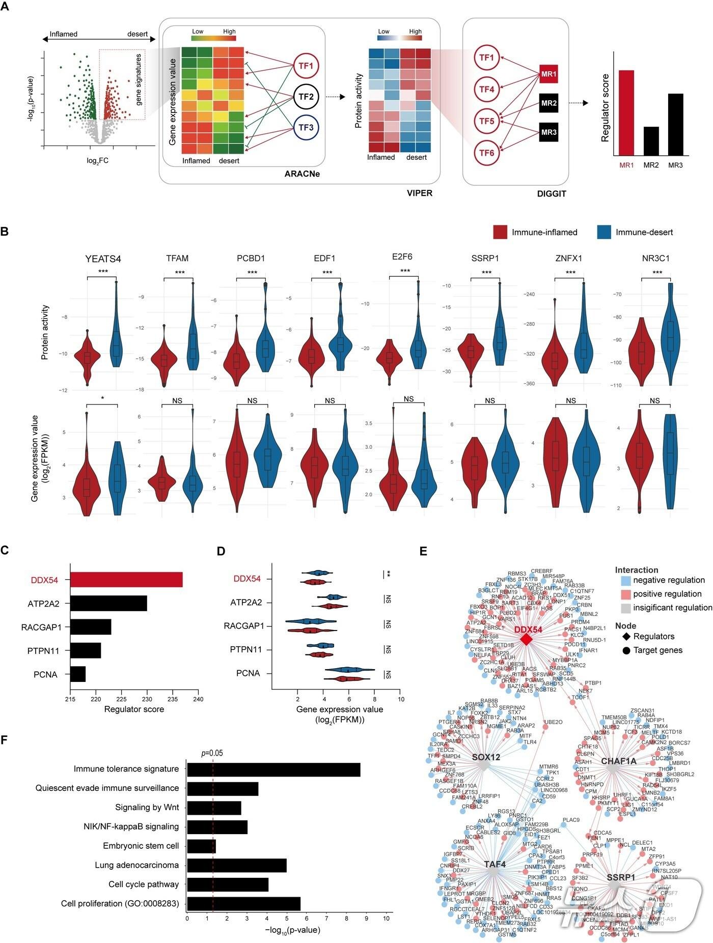 본문 이미지 - DDX54단백질 조절을 통해 항암치료효과를 높이는 면역항암치료방법 연구 개념도. (KAIST 제공. 재판매 및 DB금지) /뉴스1