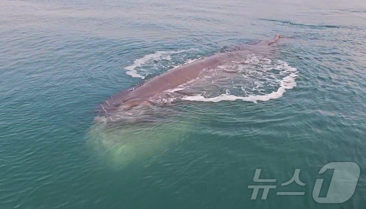 본문 이미지 - 전남 광양항 연안에서 발견된 향유고래.(여수해경 제공. 재판매 및 DB 금지) 