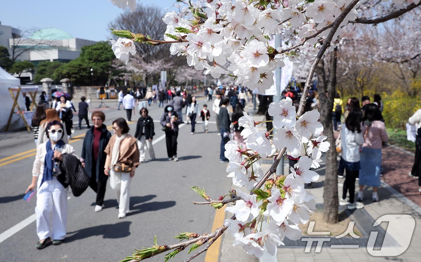 8일 서울 영등포구 여의도 윤중로에서 열리는 2025 여의도 봄꽃축제를 찾은 찾은 상춘객들이 벚꽃길을 걸으며 봄을 만끽하고 있다. 2025.4.8/뉴스1 ⓒ News1 김진환 기자