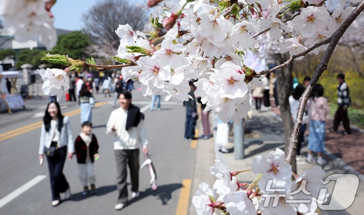벚꽃(사진은 기사 내용과 무관함) / 뉴스1 ⓒ News1